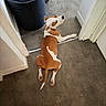 dog, brown_and_white, lying_down, floor, indoor, hallway, basket, looking_back, pet, canine, domestic_animal, resting, ears, tail, white_wall, gray_floor, animal, cute, companion, home