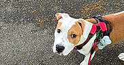 Bayko participe au concours pour gagner de l'argent avec cette photo : dog, leash, harness, asphalt, pet, walking, shoe, outdoor, brown, white, curious, canine, pavement, yellow_leaves, closeup, animal, companion, daytime, background, sidewalk