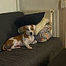 puppy, dog, couch, pillows, indoor, radiator, brown_and_white, relaxed, pet, cozy, furniture, resting, domestic, young_dog, canine, home, animal, cute, lying_down, looking