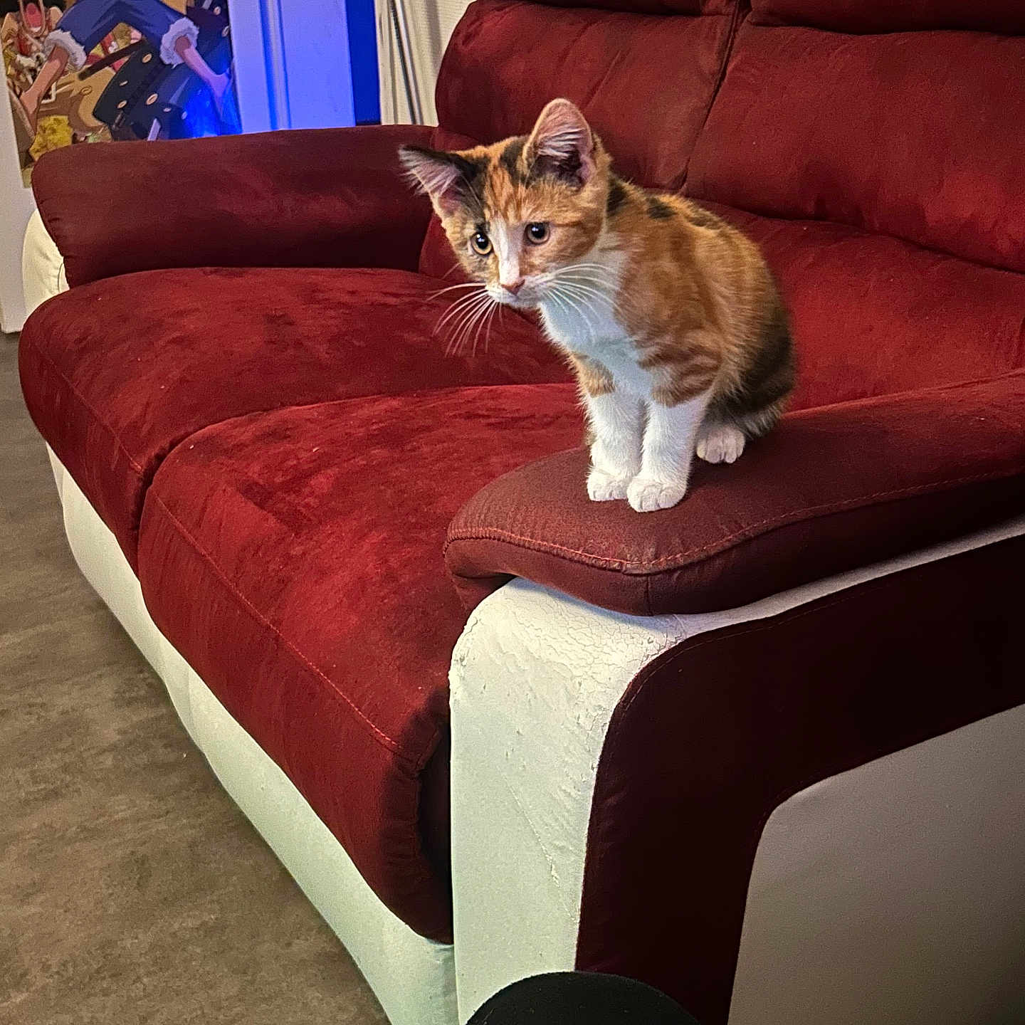 Erza a rejoint le concours — aidez-le/la à gagner de superbes lots ! adult, animal, cat, chaise, couch, face, female, furniture, head, person, pet, woman