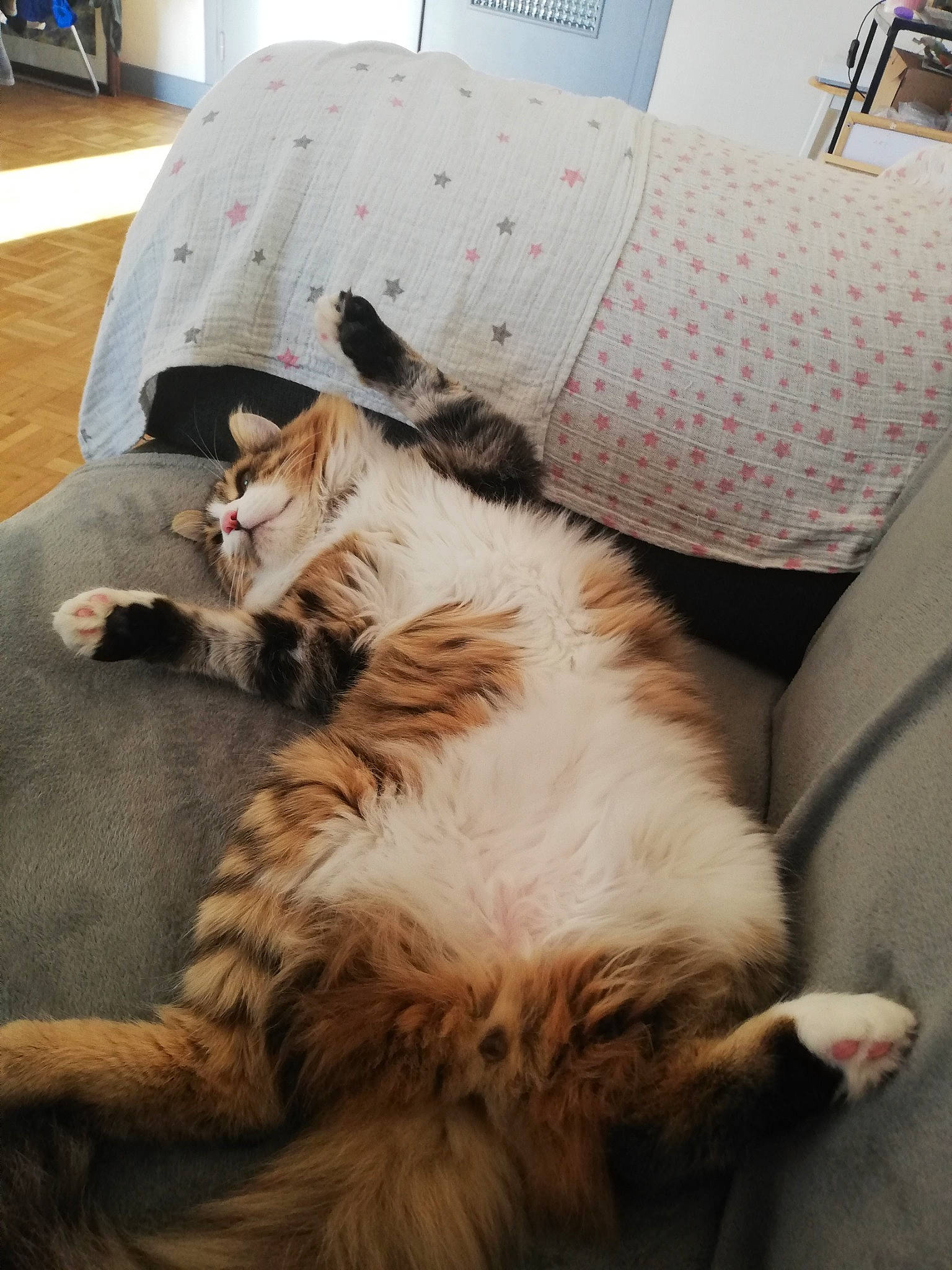 Salamèche participe au concours pour gagner de l'argent avec cette photo : canidae, carnivore, cat, comfort, companion_dog, couch, dog_breed, domestic_short_haired_cat, fawn, felidae, flooring, fur, hardwood, nap, paw, room, small_to_medium_sized_cats, tail, whiskers, wood