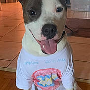 Uchka participe au concours pour gagner de l'argent avec cette photo : dog, pet, indoor, tshirt, wonder_woman, smiling, tongue_out, ears_up, floor, wooden_floor, tile_floor, homemade_clothing, canine, animal, cute, friendly, sitting, portrait, happy, domestic