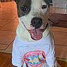 dog, pet, indoor, tshirt, wonder_woman, smiling, tongue_out, ears_up, floor, wooden_floor, tile_floor, homemade_clothing, canine, animal, cute, friendly, sitting, portrait, happy, domestic