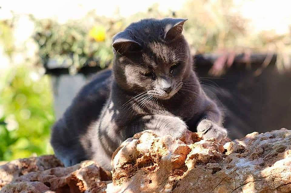 Chamallow a rejoint le concours — aidez-le/la à gagner de superbes lots ! carnivore, cat, domestic_short_haired_cat, eye, felidae, flowerpot, fur, grass, houseplant, organism, plant, rock, sitting, small_to_medium_sized_cats, snout, soil, terrestrial_animal, tree, whiskers, wildlife