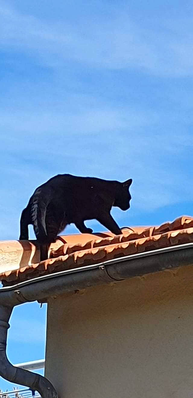 Pion participe au concours pour gagner de l'argent avec cette photo : art, building, carnivore, cloud, facade, felidae, metal, plant, roof, sculpture, sign, signage, sky, small_to_medium_sized_cats, snout, tail, terrestrial_animal, wildlife, window, wood