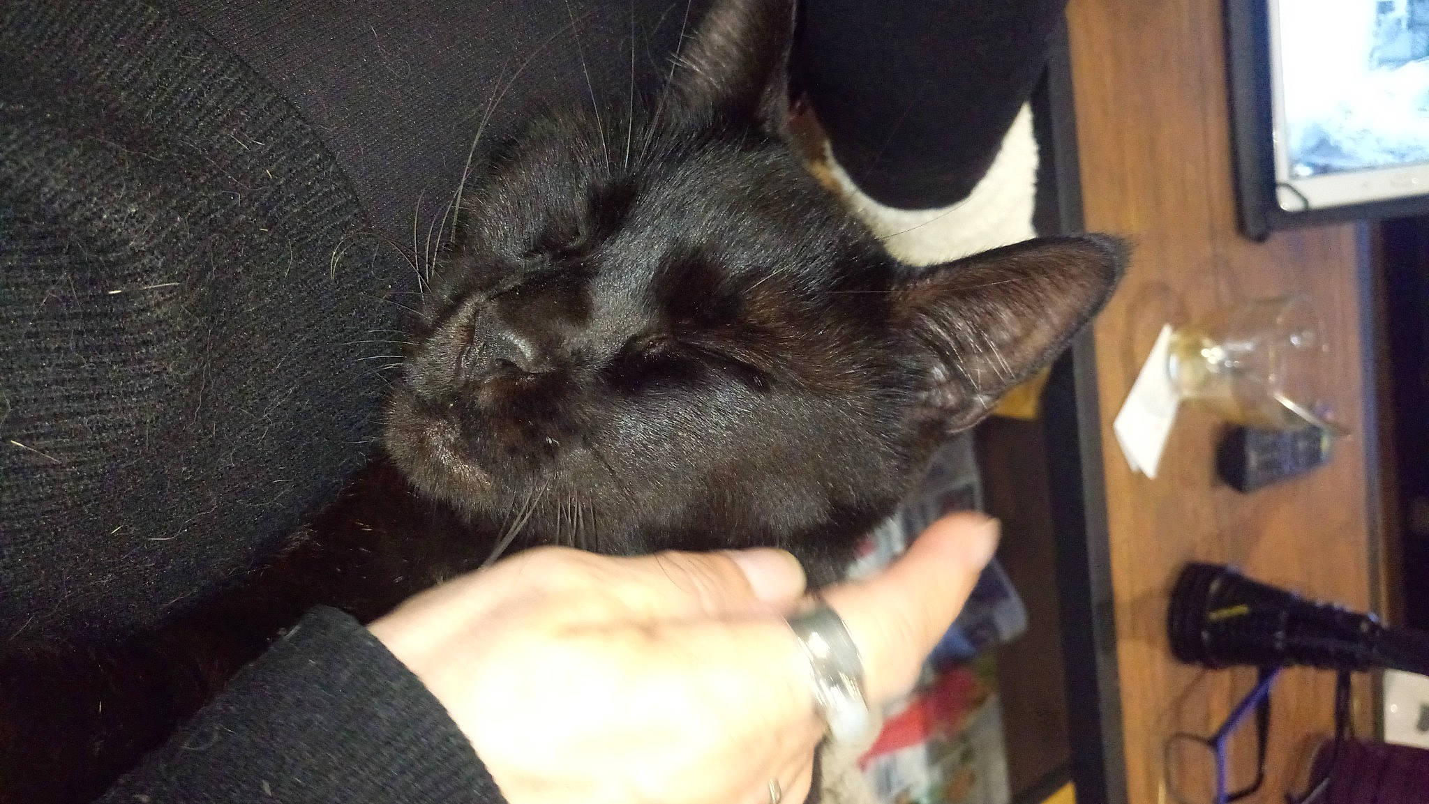 Pion a rejoint le concours — aidez-le/la à gagner de superbes lots ! black_cat, canidae, carnivore, cat, claw, comfort, dog_breed, domestic_short_haired_cat, ear, felidae, finger, fur, gesture, hand, nail, paw, small_to_medium_sized_cats, thumb, whiskers, wrist