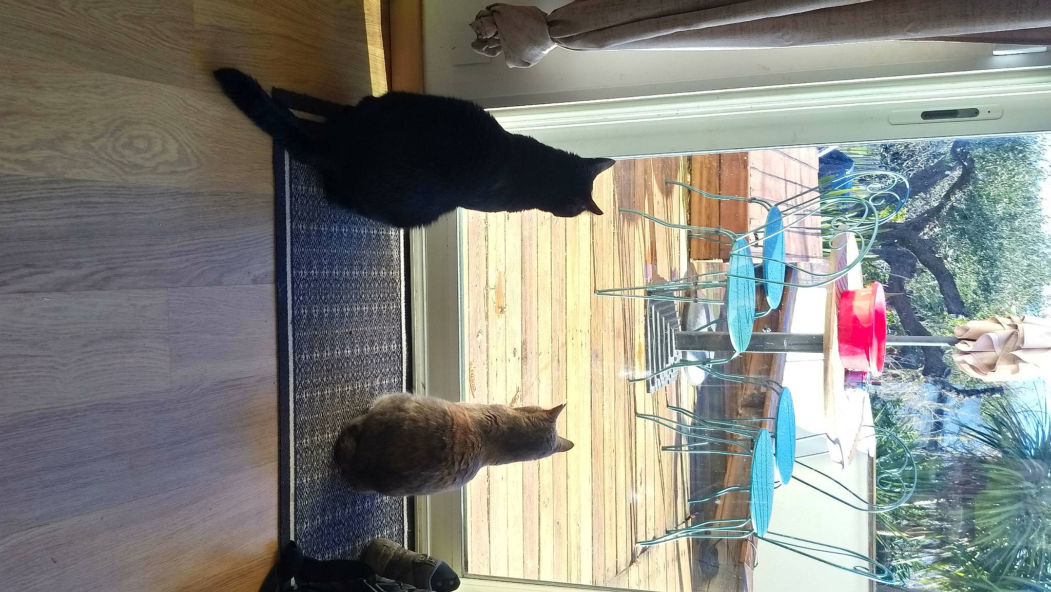 Pion participe au concours pour gagner de l'argent avec cette photo : building, cat, domestic_short_haired_cat, door, facade, felidae, flooring, fur, hardwood, plant, room, shadow, small_to_medium_sized_cats, tail, tree, wall, wood, wood_stain