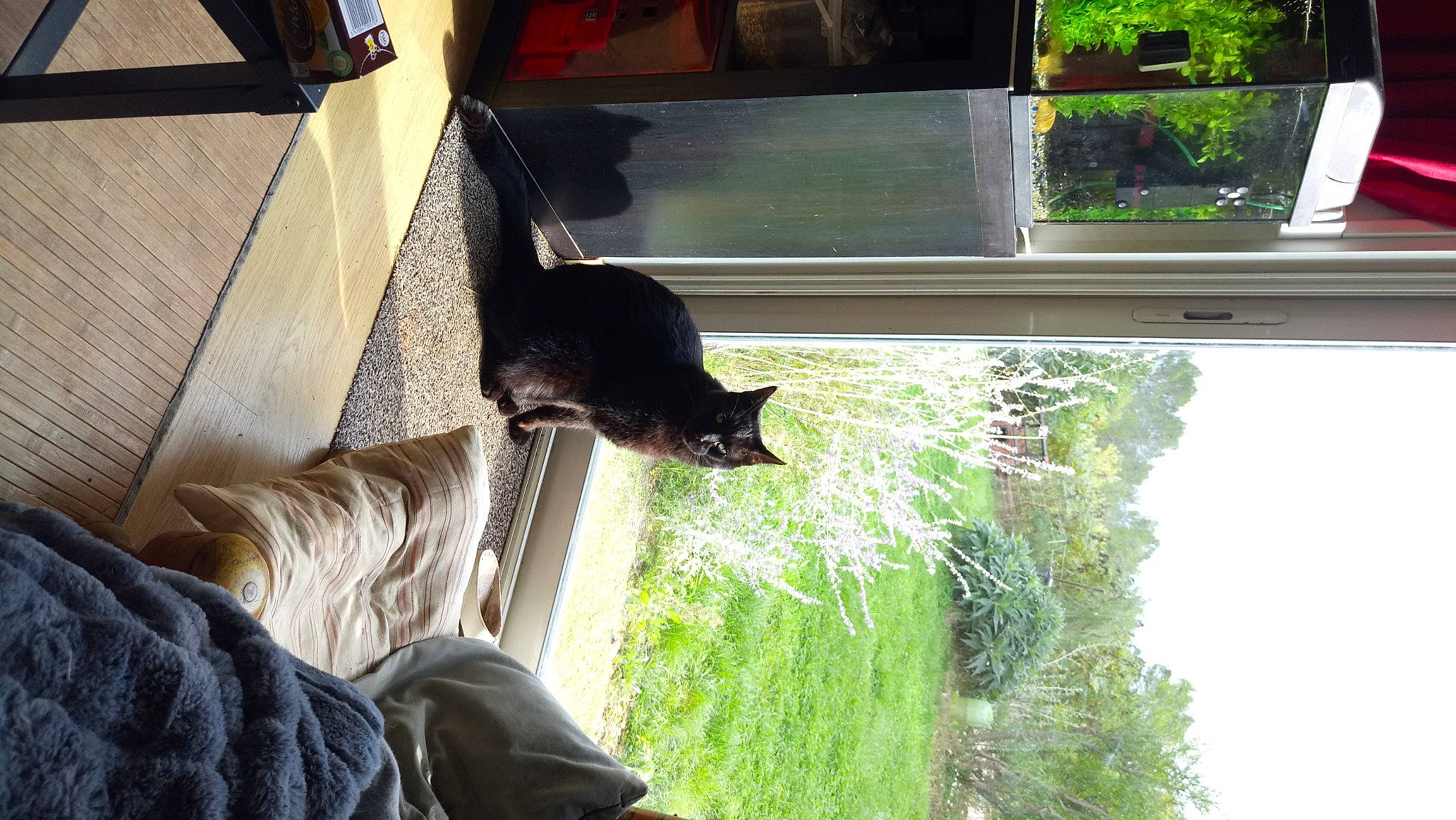 Pion a rejoint le concours — aidez-le/la à gagner de superbes lots ! carnivore, cat, comfort, domestic_short_haired_cat, felidae, fur, glass, grass, light, plant, shade, shadow, small_to_medium_sized_cats, sporting_group, tail, tints_and_shades, tree, whiskers, window, wood