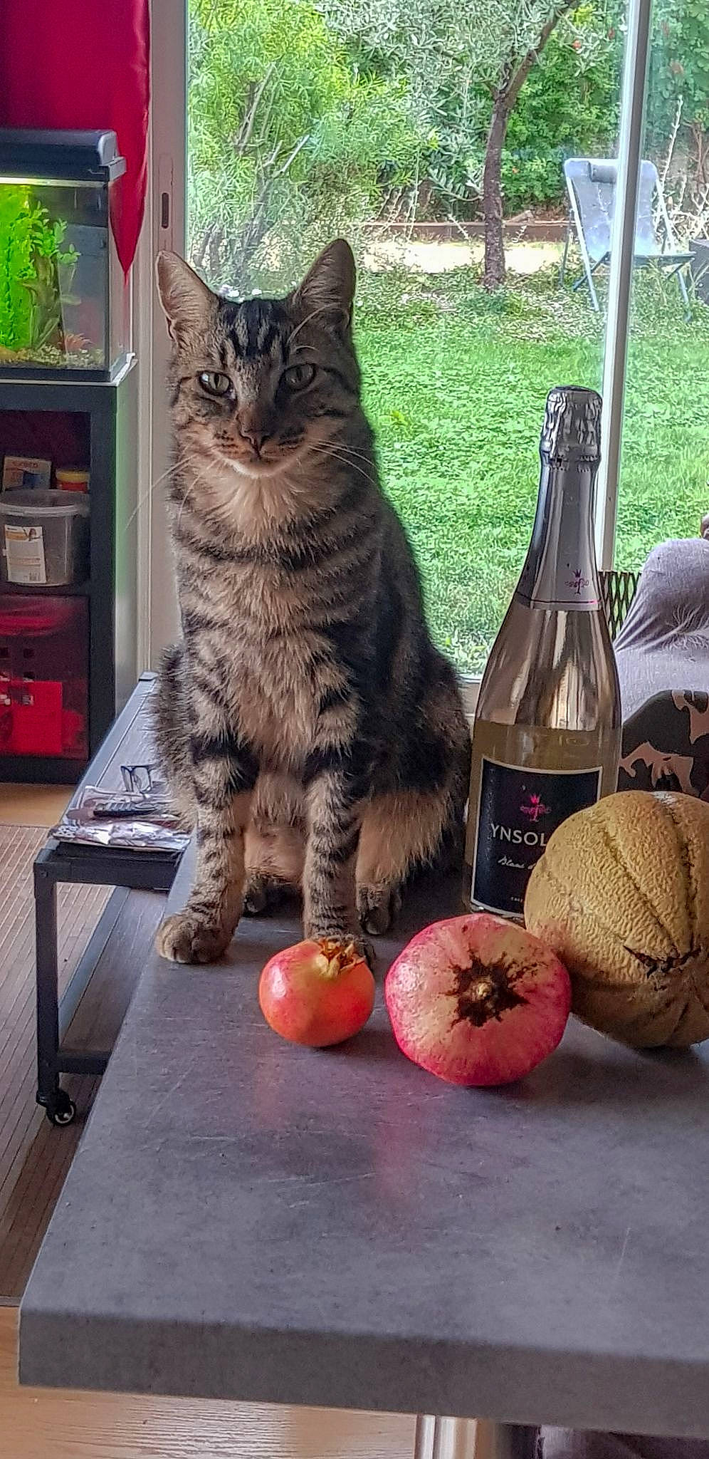 Rambo participe au concours pour gagner de l'argent avec cette photo : bottle, carnivore, cat, drink, felidae, food, fruit, glass_bottle, ingredient, local_food, natural_foods, plant, shelf, snout, table, tail, tree, whiskers, whole_food, wood