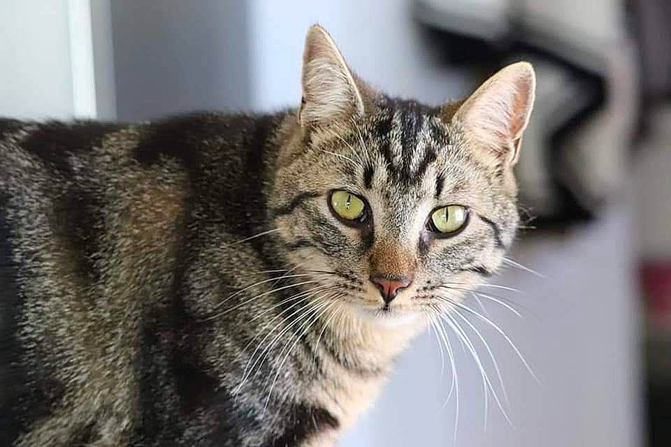 Rambo a rejoint le concours — aidez-le/la à gagner de superbes lots ! carnivore, cat, domestic_short_haired_cat, felidae, fur, grass, small_to_medium_sized_cats, snout, terrestrial_animal, tree, whiskers, wildlife, window