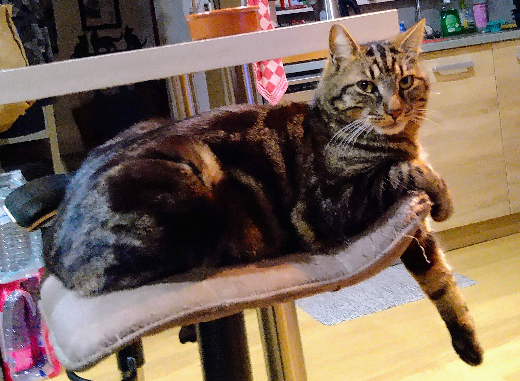 Rambo participe au concours pour gagner de l'argent avec cette photo : bookcase, cabinetry, carnivore, cat, cat_supply, chair, claw, comfort, domestic_short_haired_cat, felidae, fur, sitting, small_to_medium_sized_cats, snout, table, tail, terrestrial_animal, whiskers, window, wood