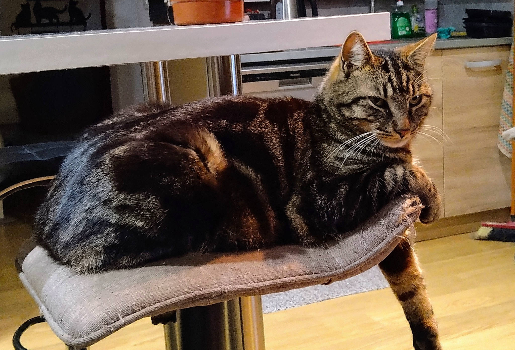 Rambo participe au concours pour gagner de l'argent avec cette photo : carnivore, cat, chair, claw, comfort, domestic_short_haired_cat, felidae, flooring, fur, hardwood, metal, paw, sitting, small_to_medium_sized_cats, snout, table, tail, terrestrial_animal, whiskers, wood