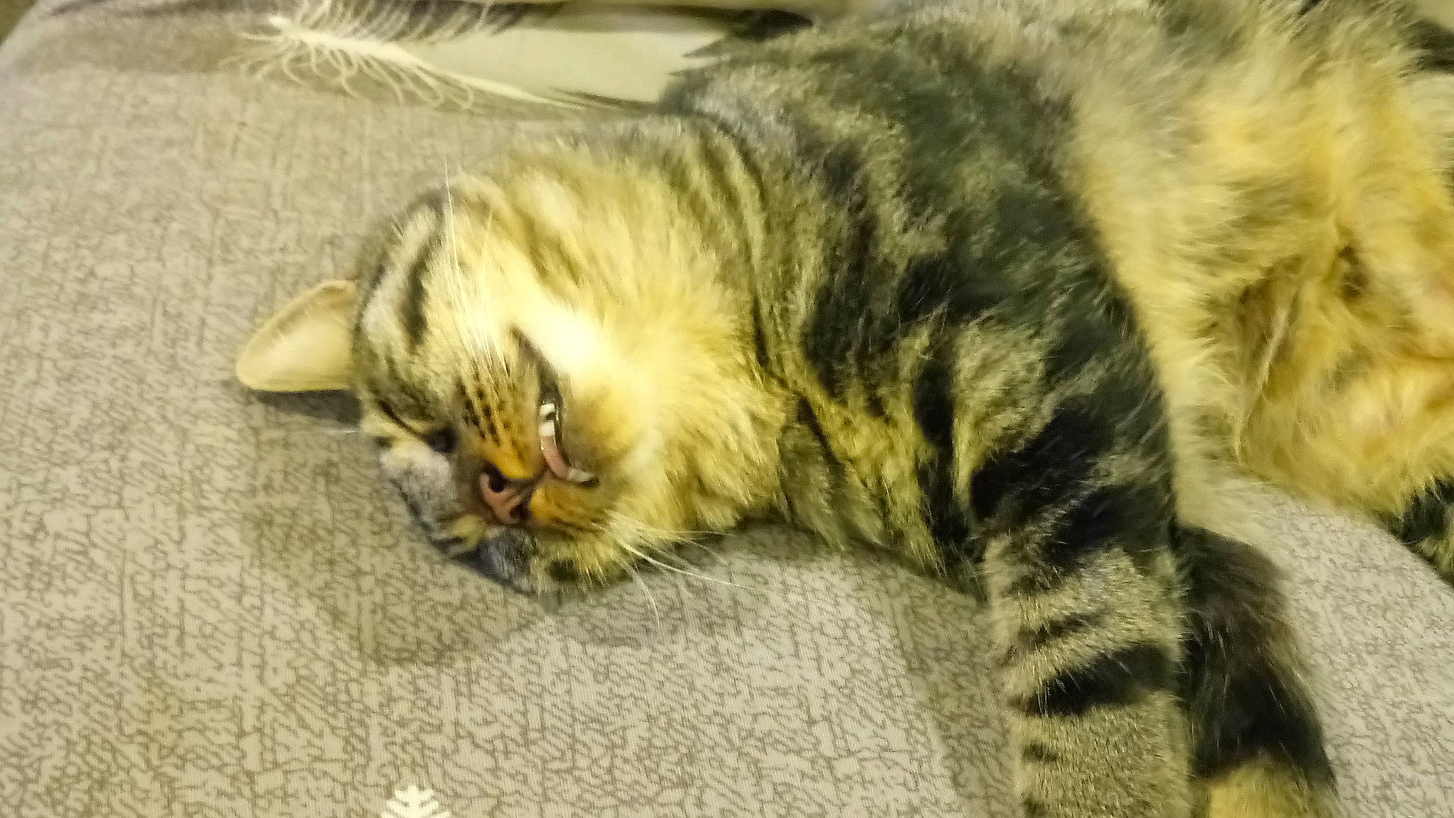 Rambo a rejoint le concours — aidez-le/la à gagner de superbes lots ! carnivore, cat, claw, domestic_short_haired_cat, fawn, felidae, fur, grass, paw, small_to_medium_sized_cats, snout, tail, terrestrial_animal, whiskers, wildlife, wood