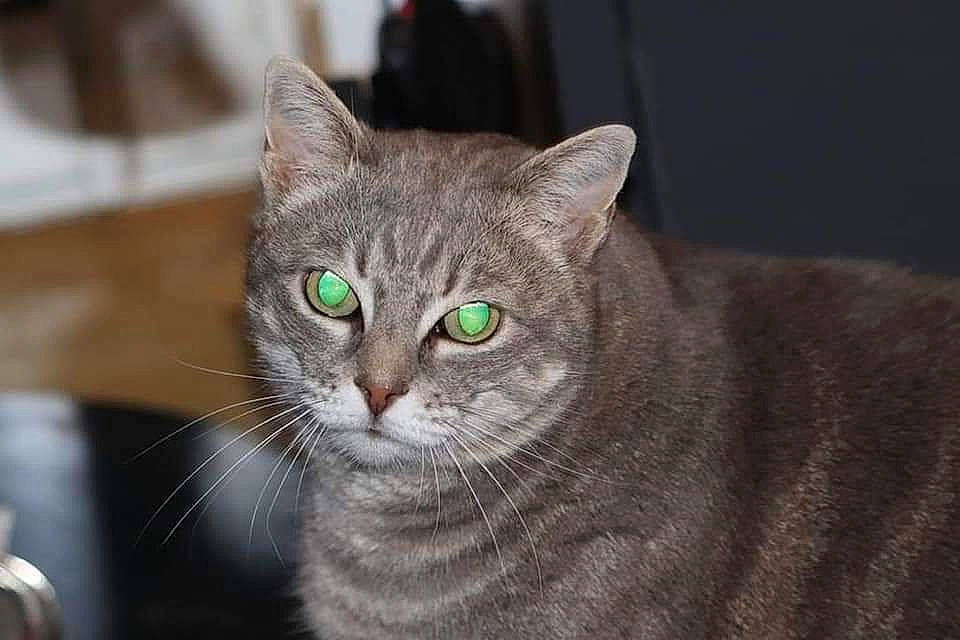 Baloo participe au concours pour gagner de l'argent avec cette photo : carnivore, cat, domestic_short_haired_cat, eye, felidae, fur, grey, head, iris, small_to_medium_sized_cats, snout, terrestrial_animal, whiskers, wildlife