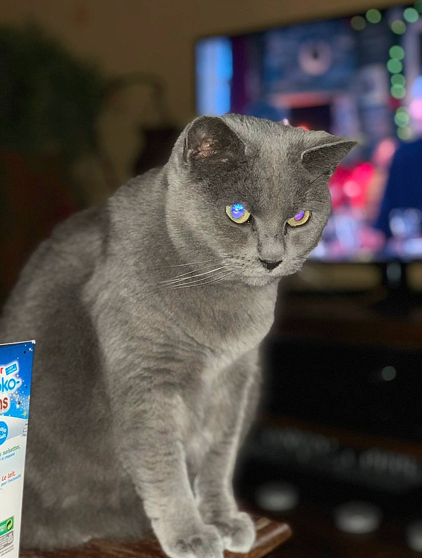 Orphée participe au concours pour gagner de l'argent avec cette photo : carnivore, cat, curious, domestic_short_haired_cat, electric_blue, eye, felidae, fur, grey, russian_blue, small_to_medium_sized_cats, snout, tail, whiskers, window