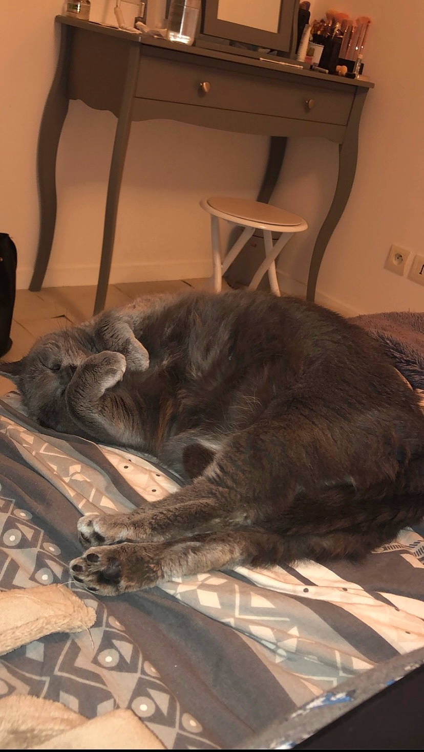 Orphée participe au concours pour gagner de l'argent avec cette photo : brown, carnivore, cat, chair, comfort, companion_dog, dog_breed, domestic_short_haired_cat, felidae, flooring, fur, grey, linens, liver, room, small_to_medium_sized_cats, sporting_group, tail, whiskers, wood