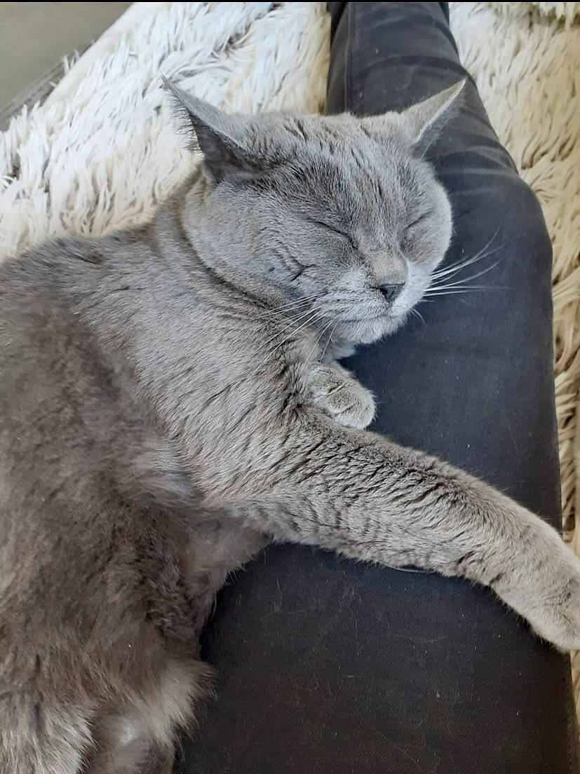 Orphée participe au concours pour gagner de l'argent avec cette photo : carnivore, cat, claw, comfort, domestic_short_haired_cat, felidae, fur, grey, nap, paw, plant, sitting, small_to_medium_sized_cats, snout, tail, terrestrial_animal, tree, whiskers, wildlife, window