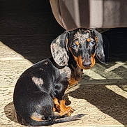 Titus participe au concours pour gagner de l'argent avec cette photo : accessories, animal, architecture, beagle, building, canine, cockerspaniel, collar, dog, hound, leash, mat, outdoors, pebble, person, pet, puppy, shelter, sleeping, snout