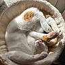 Mey participe au concours pour gagner de l'argent avec cette photo : cat, kitten, sleeping, cozy, bed, fur, pink_paw_pads, orange_spots, white_fur, sunlight, relaxing, pet, cute, animal, indoor, soft, comfortable, resting, paw, feline