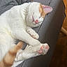 Mey a rejoint le concours — aidez-le/la à gagner de superbes lots ! cat, sleeping, couch, gray_couch, white_cat, orange_cat, paw, pink_paw_pads, pink_nose, pet, indoor, cozy, resting, fur, whiskers, relaxed, close_up, animal, domestic_cat, feline
