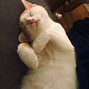 Mey a rejoint le concours — aidez-le/la à gagner de superbes lots ! cat, sleeping, white_cat, orange_cat, pet, feline, cozy, indoor, fur, relaxed, cute, animal, paw, resting, closeup, adorable, whiskers, soft, domestic_cat, nap