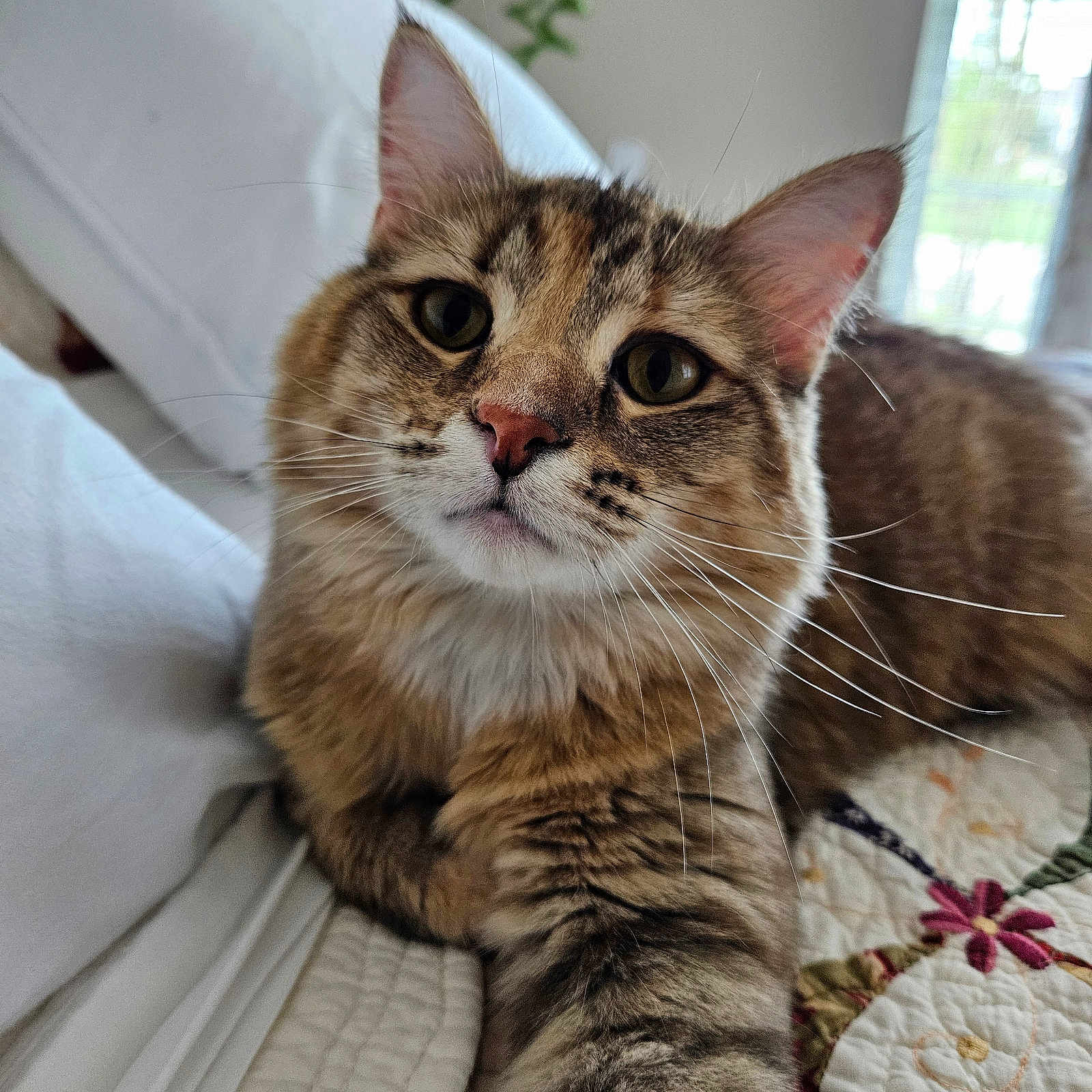 Daisy is registered to the contest to win money with this photo: animal, bed, cat, close_up, cute, ears, feline, fur, home, indoor, natural_light, nose, paw, pet, portrait, quilt, relaxed, tabby, whiskers, window