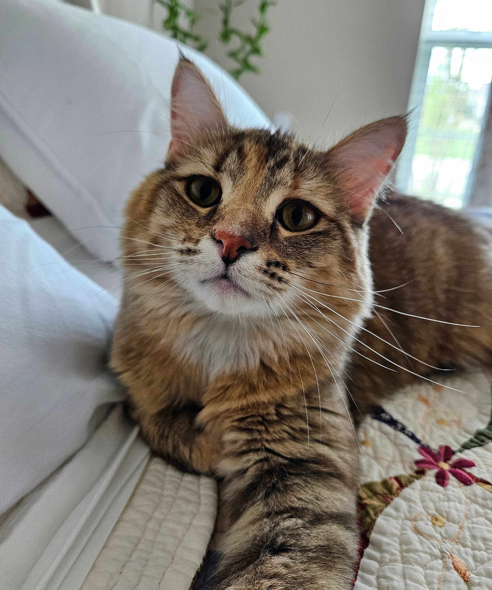 Daisy is registered to the contest to win money with this photo: cat, tabby, close_up, pet, fur, whiskers, bed, quilt, indoor, relaxed, animal, cute, portrait, feline, window, natural_light, ears, nose, paw, home