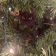 Salem joined the competition — help win amazing prizes! cat, black_cat, christmas_tree, pine_needles, holiday_lights, greenery, animal_face, curious, pet, indoor, closeup, festive, decorations, nature, wildlife, cute, eyes, christmas, tree_branches, hidden