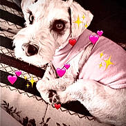 Toni joined the competition — help win amazing prizes! dog, pet, sweater, pink_clothing, lying_down, cute, heart_emojis, sparkle_emojis, carpet, patterned_rug, indoor, cozy, fur, paw, close_up, animal, companion, adorable, relaxed, domestic