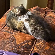 Pepper is registered to the contest to win money with this photo: kitten, cat, furry, sleeping, snuggling, cushion, patterned_fabric, indoor, cozy, pet, animal, fur, resting, cute, two_animals, close_up, warm_light, soft_texture, domestic, young