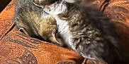 Pepper is registered to the contest to win money with this photo: animal, cat, close_up, cozy, cushion, cute, domestic, fur, furry, indoor, kitten, patterned_fabric, pet, resting, sleeping, snuggling, soft_texture, two_animals, warm_light, young