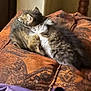 kitten, cat, furry, sleeping, snuggling, cushion, patterned_fabric, indoor, cozy, pet, animal, fur, resting, cute, two_animals, close_up, warm_light, soft_texture, domestic, young