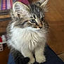 Pepper is registered to the contest to win money with this photo: kitten, cat, fluffy, feline, pet, animal, whiskers, fur, cute, lap, indoor, portrait, young, tabby, white_fur, domestic_cat, sitting, closeup, curious, soft