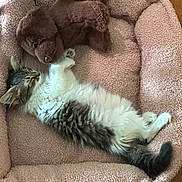 Pepper is registered to the contest to win money with this photo: animal, brown_toy, cat, companion, cozy, cute, feline, fluffy, fur, indoor, kitten, pet_bed, pink_bed, plush_toy, relaxed, resting, sleeping, soft_texture, toy, whiskers