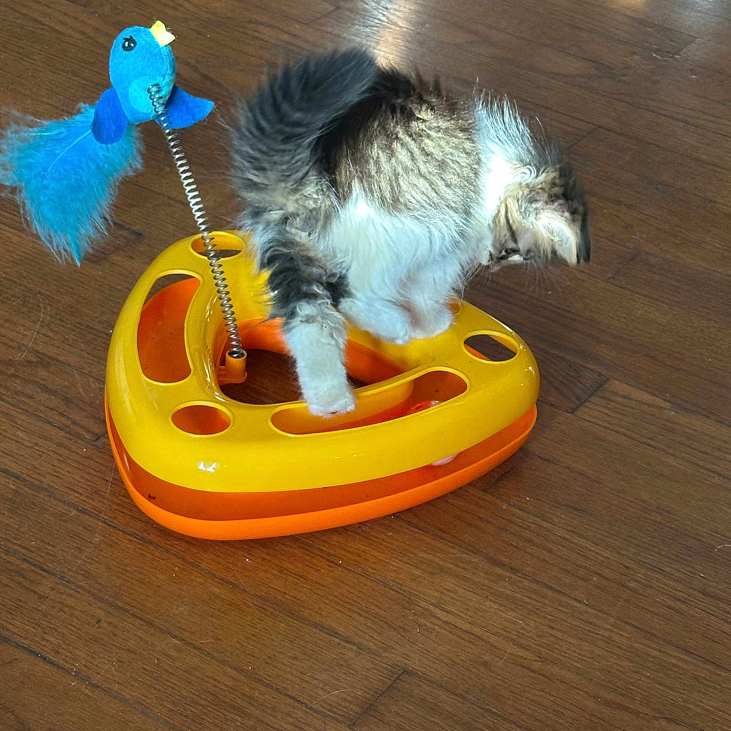 Pepper joined the competition — help win amazing prizes! animal, blue_bird, cat, curious, cute, feline, fur, indoor, kitten, orange_toy, pet, play, shadow, small, spring, sunlight, toy, wooden_floor, yellow_toy, young