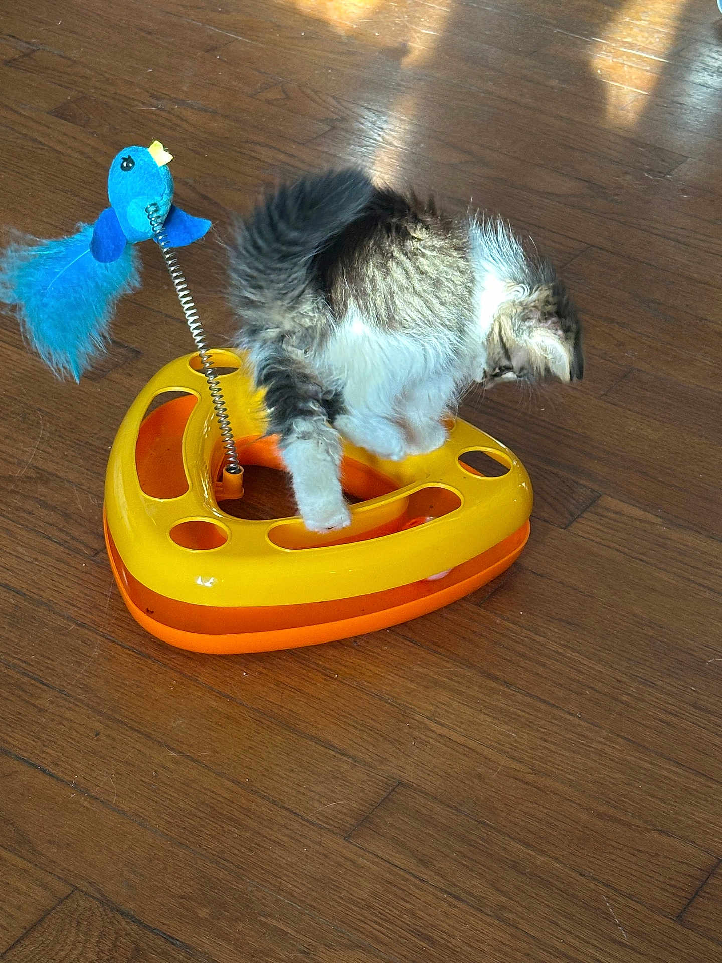 Pepper joined the competition — help win amazing prizes! kitten, cat, toy, blue_bird, spring, yellow_toy, orange_toy, wooden_floor, sunlight, shadow, pet, play, animal, feline, indoor, fur, cute, small, young, curious