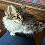 Pepper joined the competition — help win amazing prizes! kitten, cat, furry, pet, animal, indoor, lap, curious, cute, whiskers, fur, small, domestic, resting, cozy, patterned_background, soft_light, closeup, side_view, young