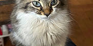 Pepper joined the competition — help win amazing prizes! kitten, cat, fluffy, blue_eyes, pet, indoor, close_up, animal, fur, whiskers, cute, young_cat, sitting, domestic_animal, feline, portrait, soft_light, cozy, lap, curious