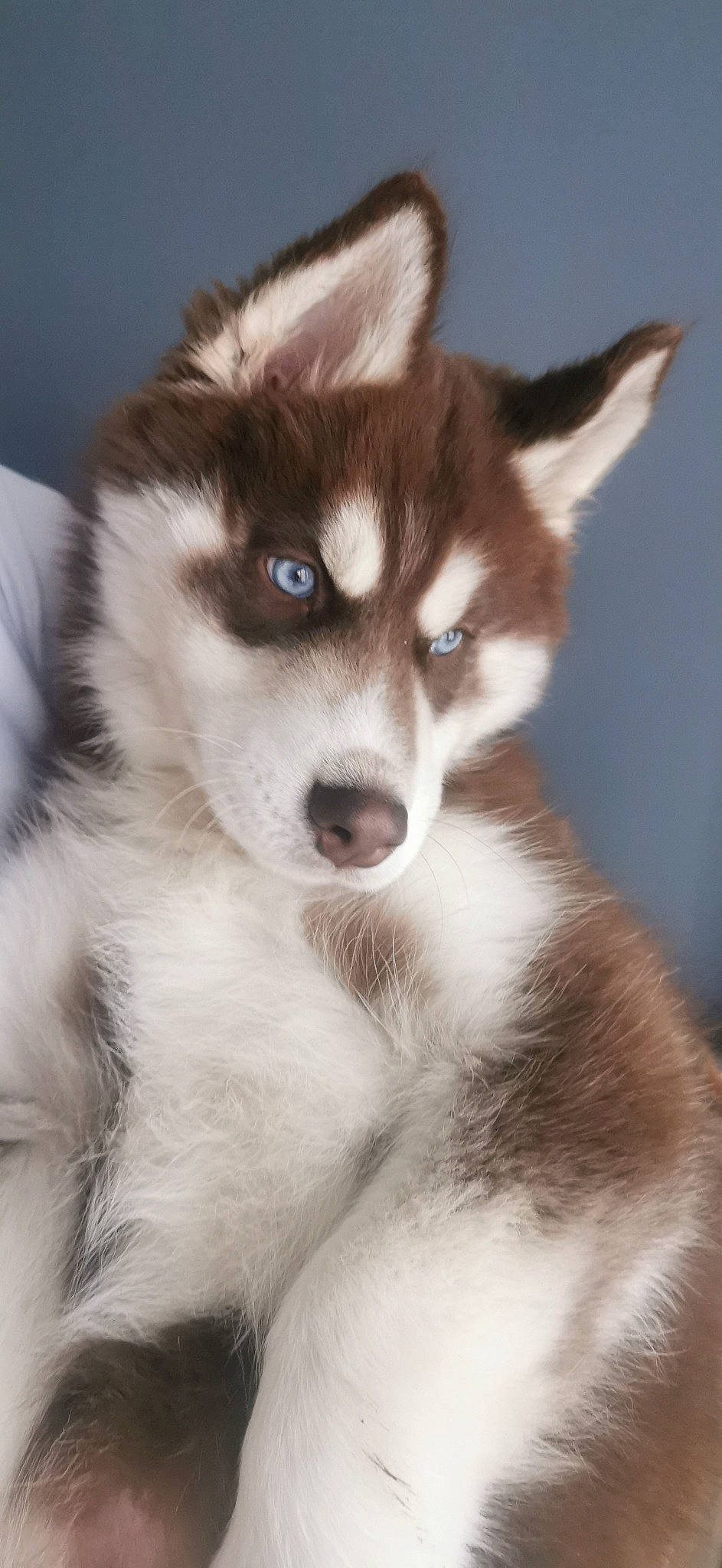 Urso a rejoint le concours — aidez-le/la à gagner de superbes lots ! ancient_dog_breeds, art, canidae, carnivore, companion_dog, dog, dog_breed, eye, face, fur, hair, iris, jaw, non_sporting_group, sled_dog, snout, terrestrial_animal, whiskers, working_animal, working_dog