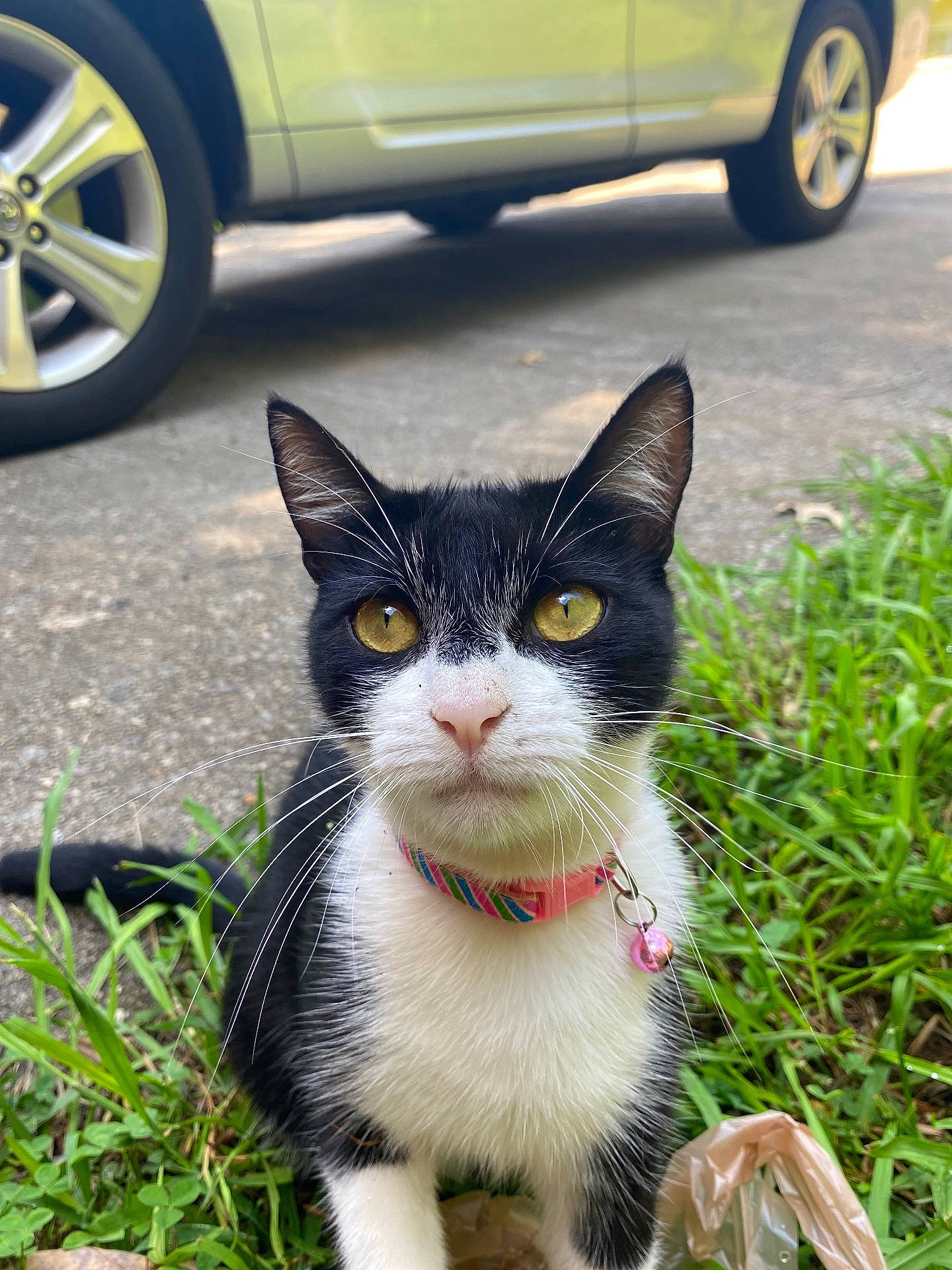 accessories, alloywheel, animal, car, carwheel, cat, coupe, grass, kitten, machine, pet, plant, spoke, sportscar, strap, suv, tire, transportation, vehicle, wheel