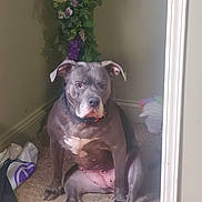Nala is registered to the contest to win money with this photo: dog, gray_dog, sitting, carpet, stairs, indoor, purple_flowers, plant, pet, animal, collar, white_chest, paws, ears, wall, corner, stuffed_toy, bag, relaxed, looking