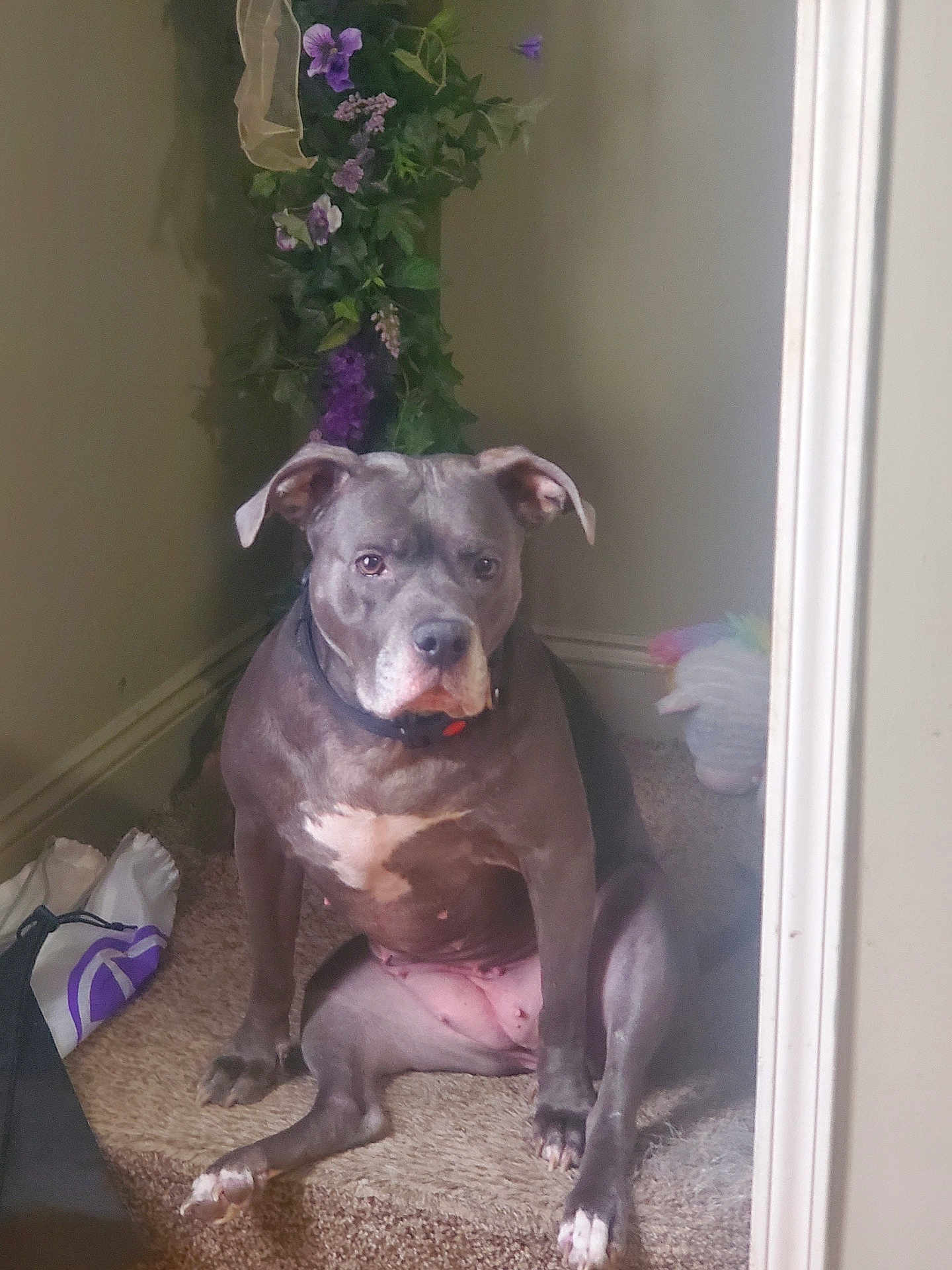 Nala is registered to the contest to win money with this photo: dog, gray_dog, sitting, carpet, stairs, indoor, purple_flowers, plant, pet, animal, collar, white_chest, paws, ears, wall, corner, stuffed_toy, bag, relaxed, looking