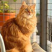Kingsley a rejoint le concours — aidez-le/la à gagner de superbes lots ! animal, cat, chair, cushion, cute, domestic_cat, feline, fluffy, furry, greenery, indoor, orange_cat, pet, plant, portrait, relaxed, sitting, sunlight, whiskers, wire_mesh
