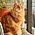 Kingsley