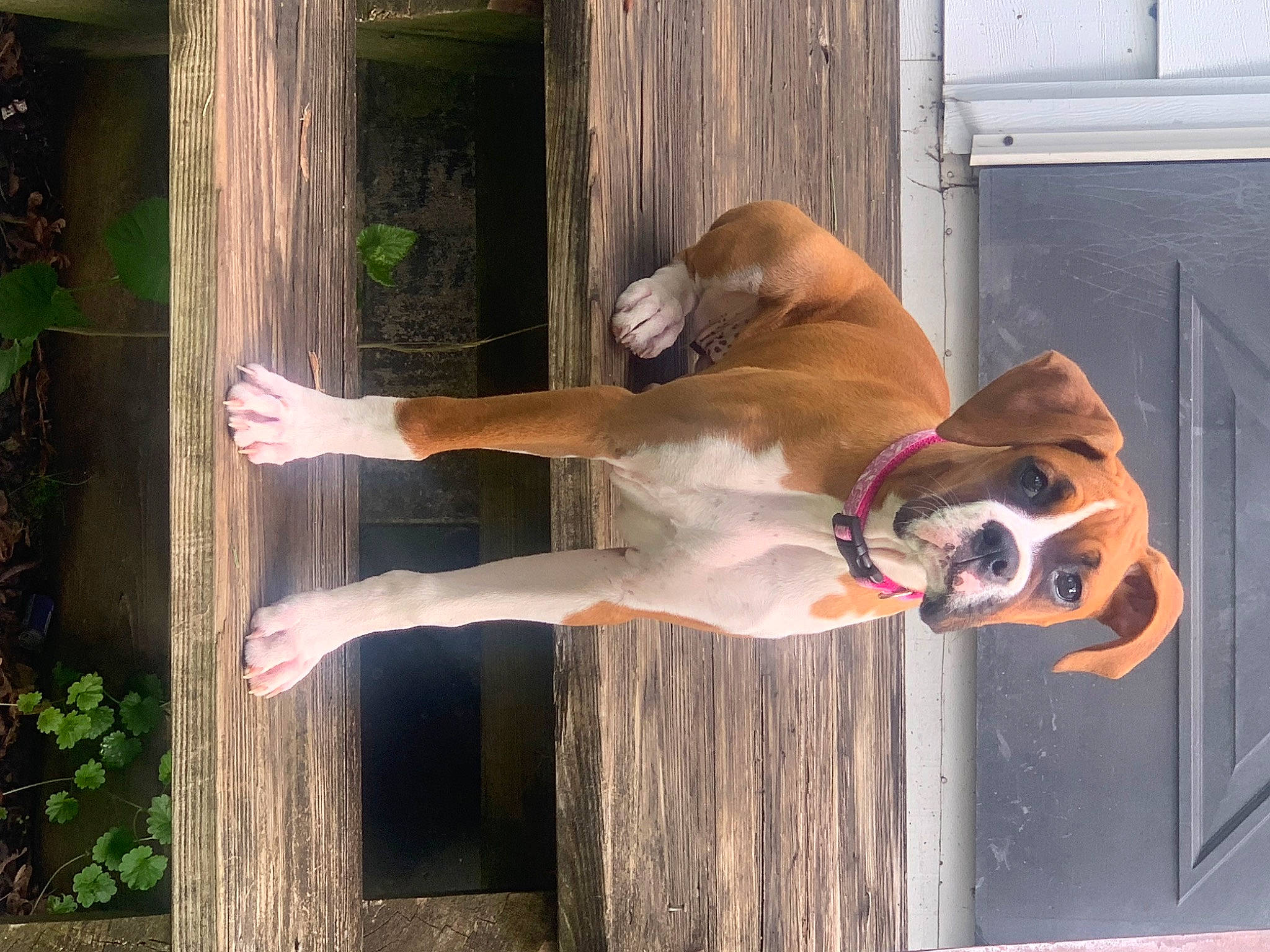 Luna is registered to the contest to win money with this photo: canidae, carnivore, companion_dog, dog, dog_breed, door, elbow, fawn, guard_dog, hardwood, home_door, liver, plant, snout, sporting_group, tail, water, wood, working_animal, working_dog