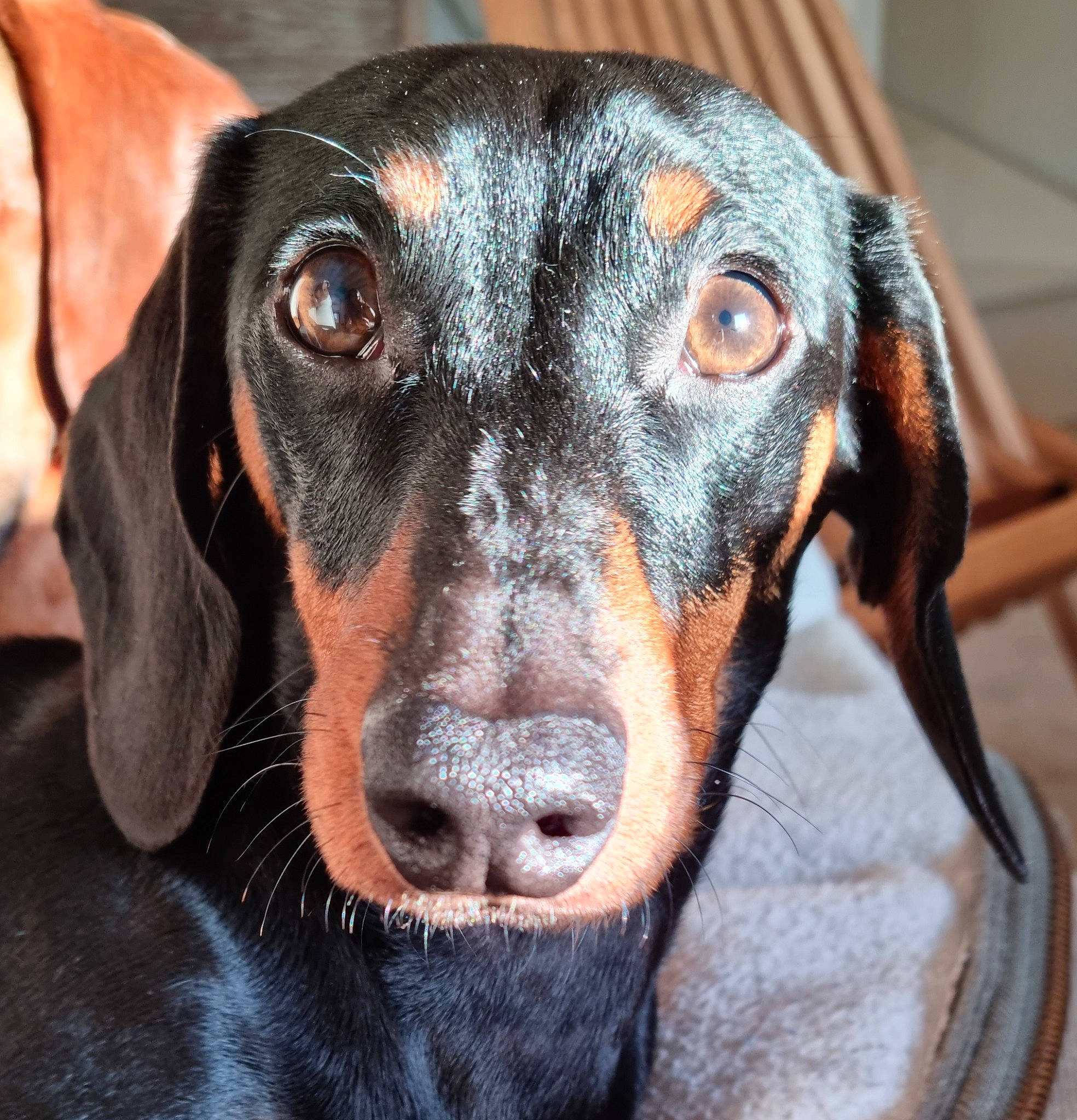 Scott a rejoint le concours — aidez-le/la à gagner de superbes lots ! canidae, carnivore, close_up, collar, companion_dog, dog, dog_breed, ear, electric_blue, fur, guard_dog, hound, liver, montenegrin_mountain_hound, scent_hound, snout, sporting_group, whiskers, working_animal, working_dog