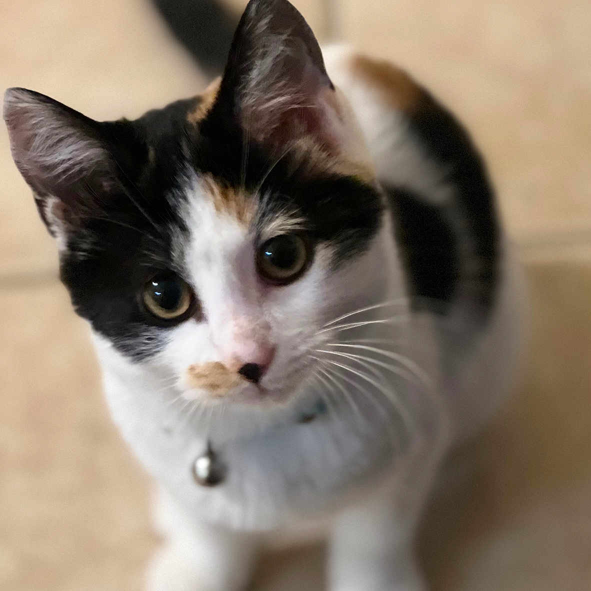 Mochi is registered to the contest to win money with this photo: abyssinian, accessories, animal, cat, hardwood, kitten, leash, manx, pet, siamese, strap, wood