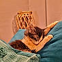 Mia participe au concours pour gagner de l'argent avec cette photo : kitten, cat, sleeping, paws, cushion, blanket, indoor, cozy, fur, resting, feline, cute, warm, relaxation, pet, animal, soft, comfort, home, nap