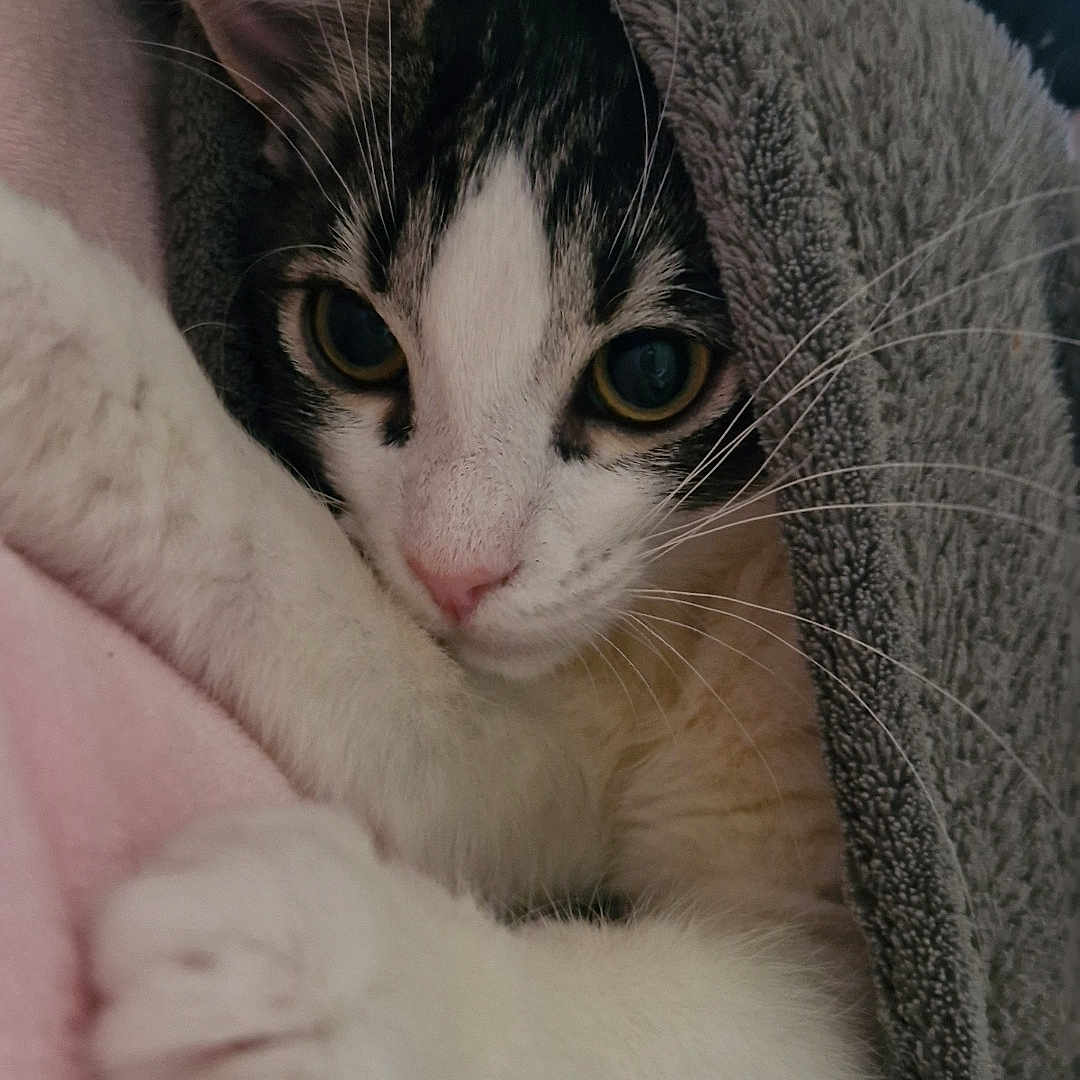 Mia a rejoint le concours — aidez-le/la à gagner de superbes lots ! animal, blanket, cat, claw, closeup, cozy, cute, feline, fur, gray, indoor, nap, paw, pet, pink, portrait, relax, soft, towel, whiskers
