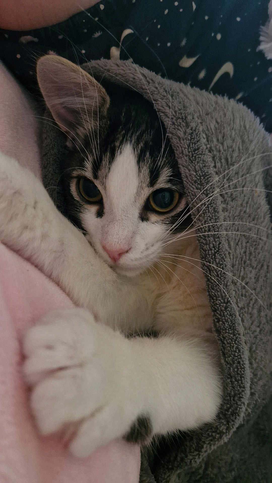 Mia a rejoint le concours — aidez-le/la à gagner de superbes lots ! cat, paw, towel, blanket, closeup, cute, pet, feline, whiskers, pink, gray, soft, cozy, indoor, fur, nap, relax, animal, portrait, claw